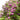 Lilac - Monge