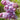 Lilac - President Grevy