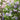 Lilac - Wedgewood Blue