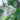 Lilac - Common White