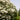 Lilac - Mount Baker