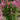 Lilac - Pinktini