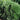 Arborvitae - Hetz Midget