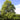 Linden - Greenspire