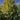 Linden - Harvest Gold