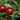 Plum - Toka