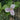 Trillium