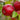 Apple - Triumph