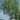 Elm - Valley Forge American