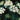 Viburnum - Autumn Jazz Arrowwood