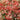 Cranberrybush - Compact European