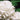 Common Snowball Viburnum