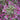 Weigela - My Monet Purple Effect