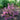 Weigela - Sonic Bloom Wine