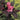 Weigela - Wine & Roses