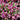 Weigela - Minuet