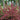 Weigela - Sonic Bloom Pink