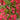 Weigela - Red Prince