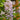 Wisteria - Summer Cascade