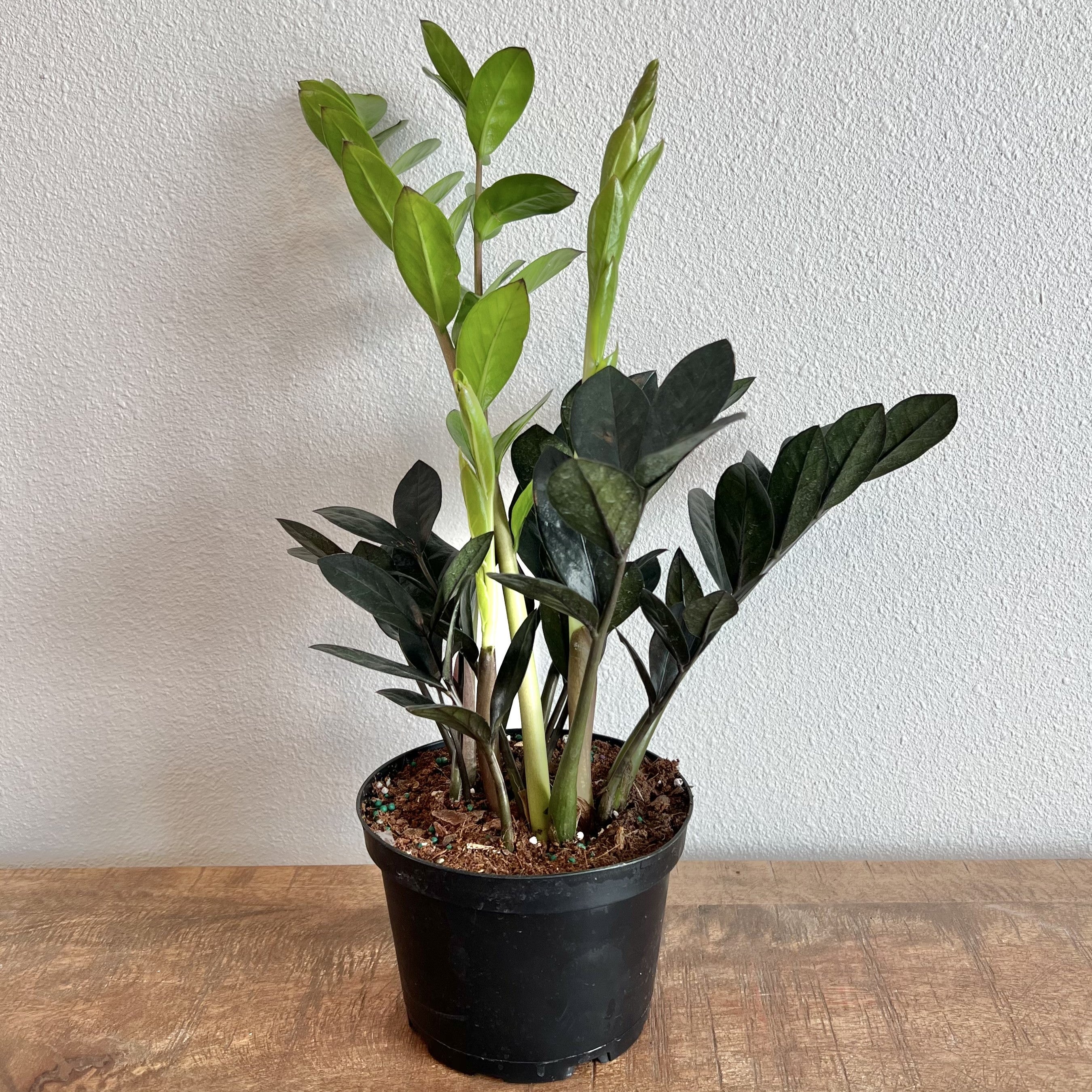 raven zz plant soil mix ZZ Plant