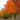 Maple - Fall Fiesta Sugar