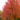 Maple - Autumn Blaze