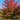 Maple - Firefall