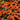 Coneflower - Sombrero Adobe Orange