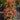 Coneflower - Sombrero Adobe Orange