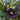 Hollyhock - Blacknight