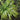 Japanese Forest Grass - All Gold
