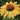 Coneflower - Prairie Pillars Aloha