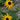 Black Eyed Susan - American Gold Rush
