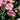 Dianthus - Appleblossom Burst