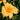 Daylily - Apricot Sparkles