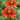 Blanket Flower - Arizona Red Shades
