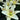 Asiatic Lily - Sparkling White