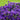 Aster - New England Grape Crush