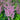 Astilbe - Vision in Pink