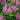 Astilbe - Vision in Pink