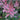 Astilbe - Key West