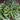 Hosta - Atlantis