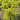Hakone Grass - Aureola