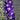 Delphinium - Aurora Deep Purple