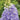 Delphinium - Candle Larkspur Aurora Lavender