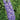Delphinium - Candle Larkspur Aurora Lavender