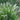 Moor Grass - Autumnalis
