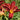 Daylily - Baja