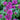 Beebalm - Balmy Purple