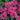 Beebalm - Balmy Rose